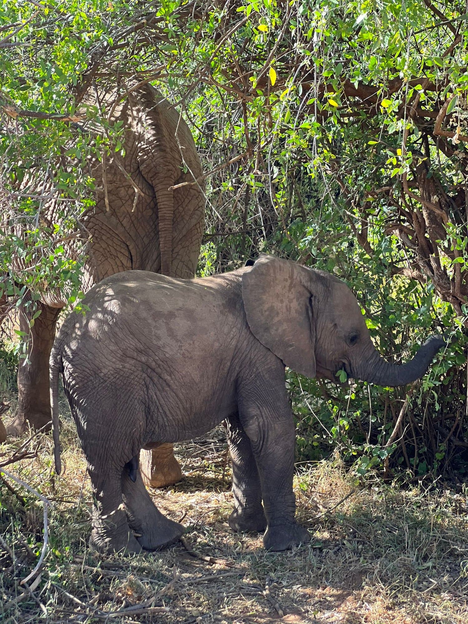 Elephant calf feeding on leaves in the bush