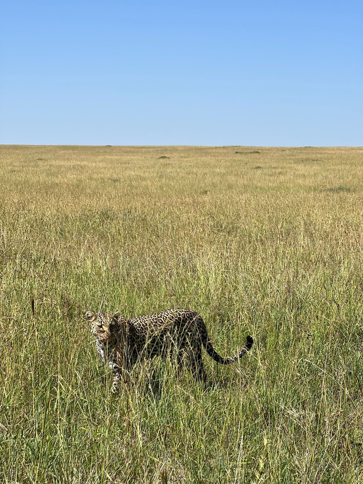 Leopard moving through tall savanna grass