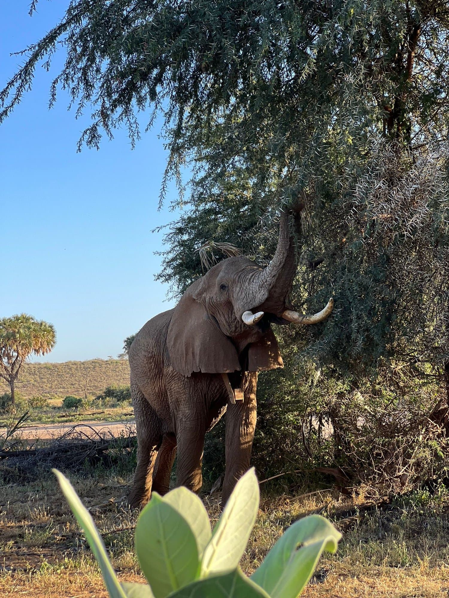 Elephant reaching into an acacia tree to feed