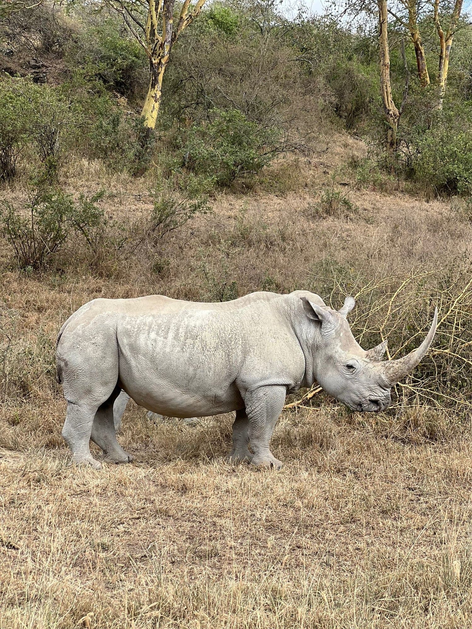 White rhinoceros standing in the dry scrubland