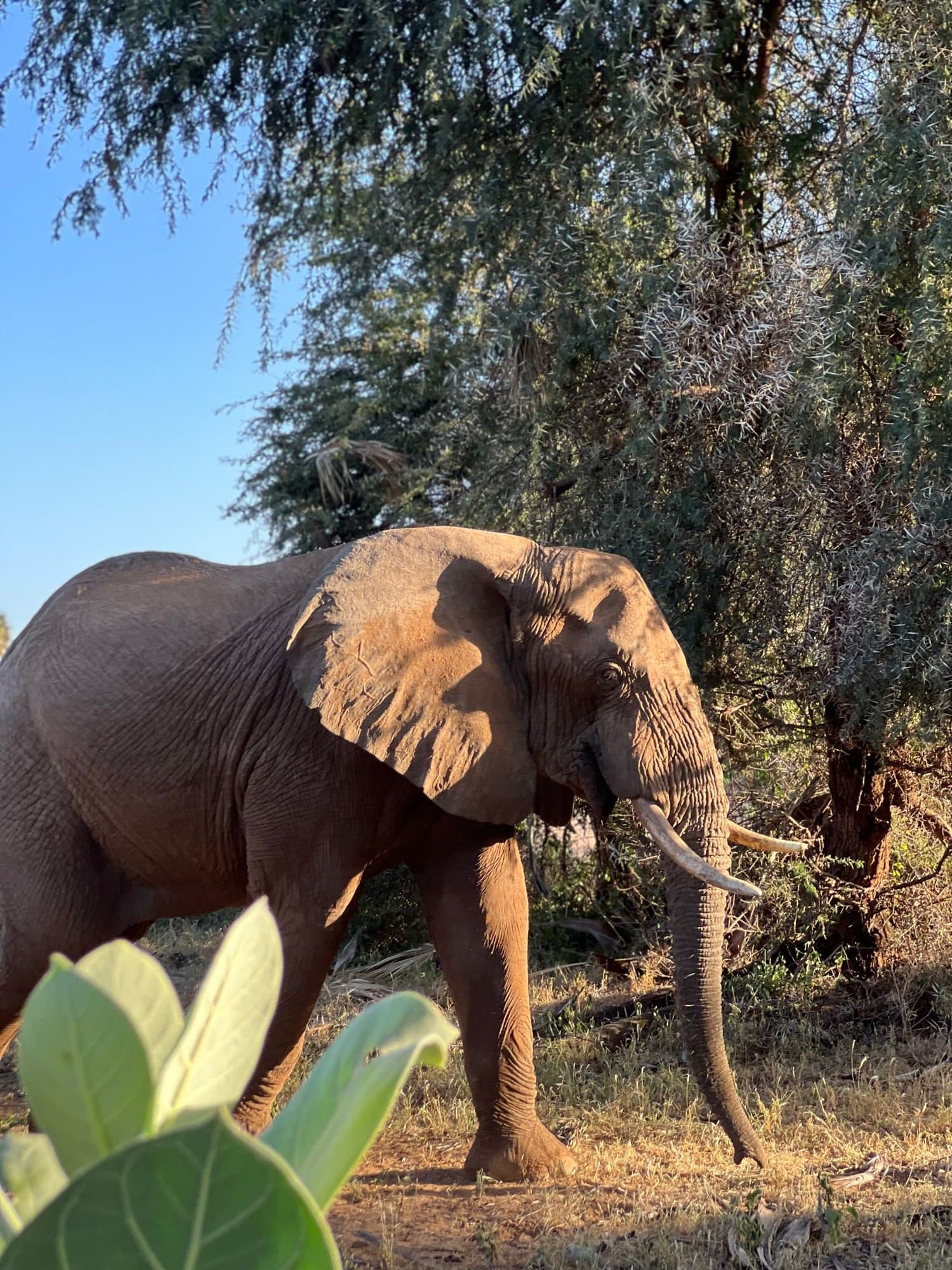 African elephant walking through the savanna