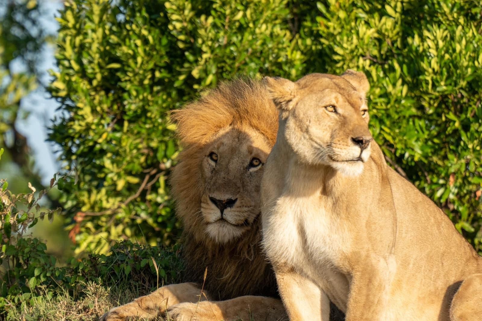 Male and female lions resting together in the bush