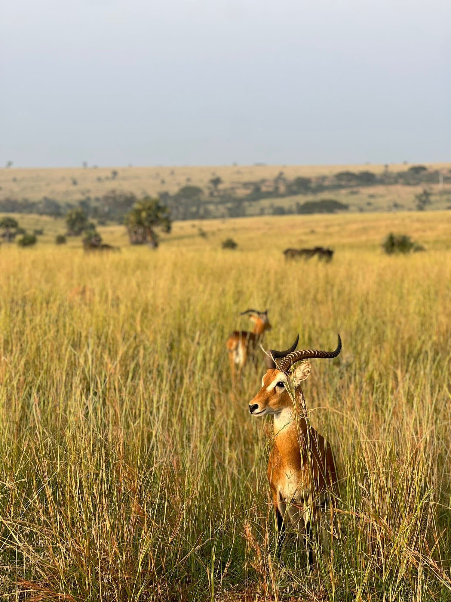 Ugandan kob alert in the golden savanna grass