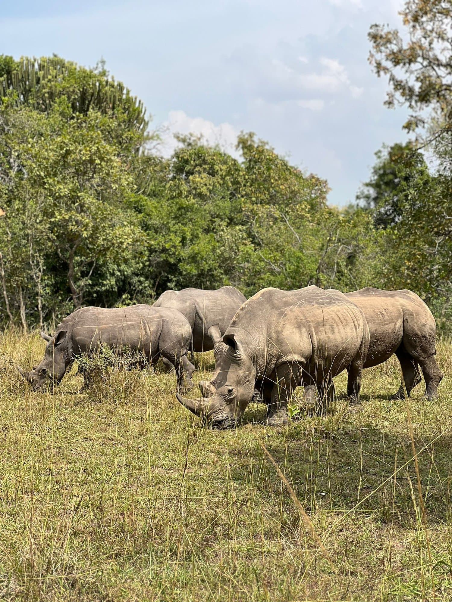 A group of rhinoceroses grazing near the thicket