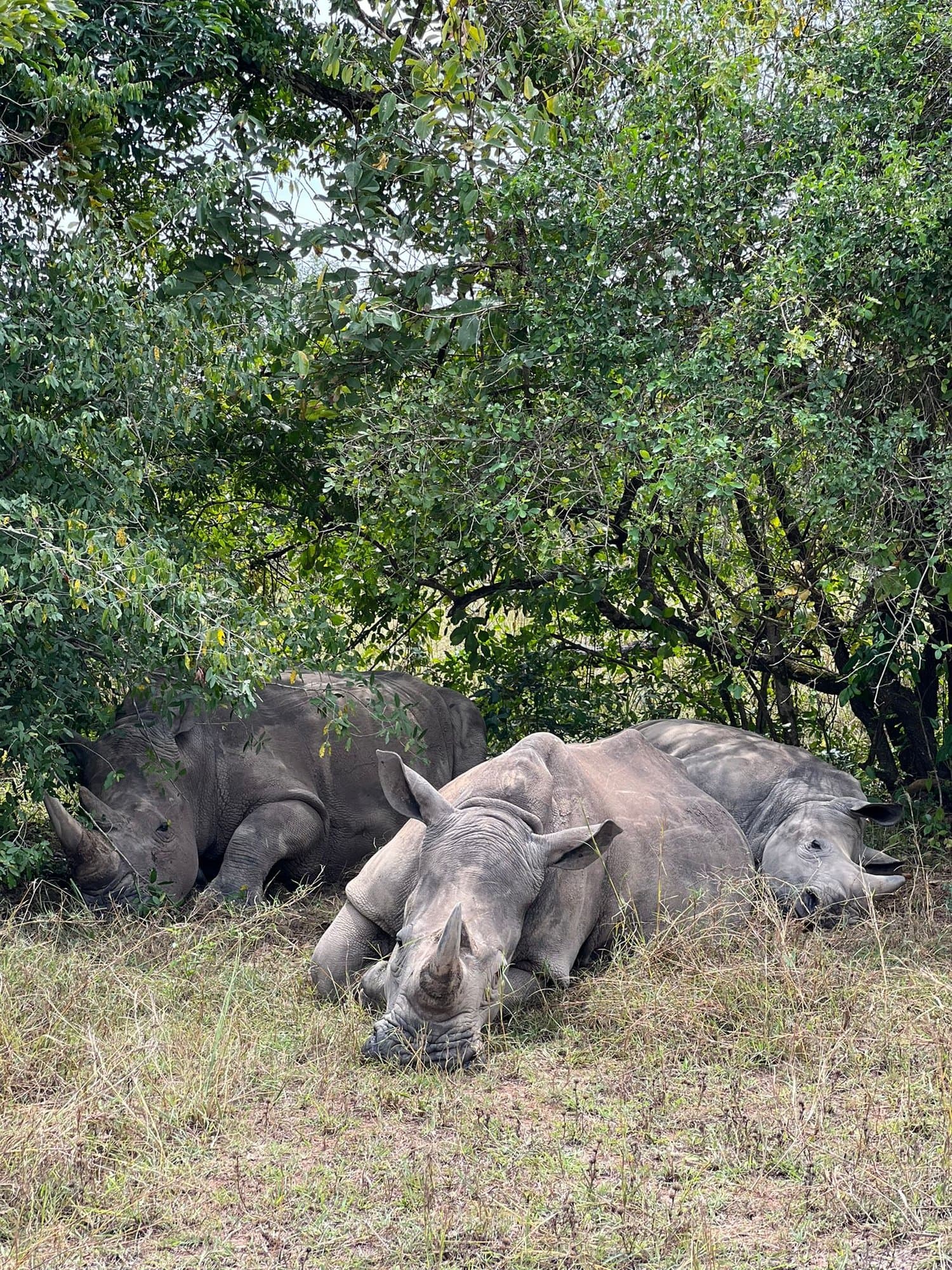 Rhinoceroses resting in the shade of dense bushes