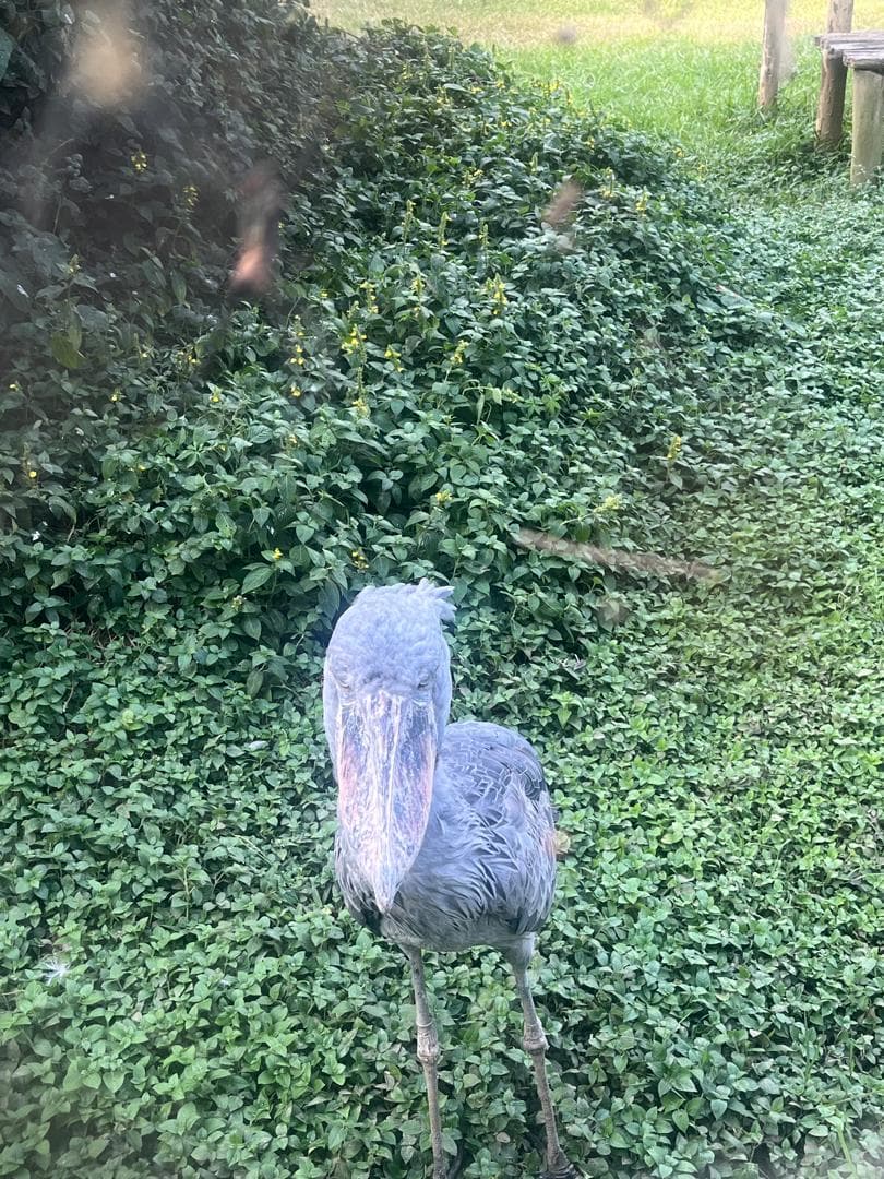 The very rare shoebill standing in lush green foliage