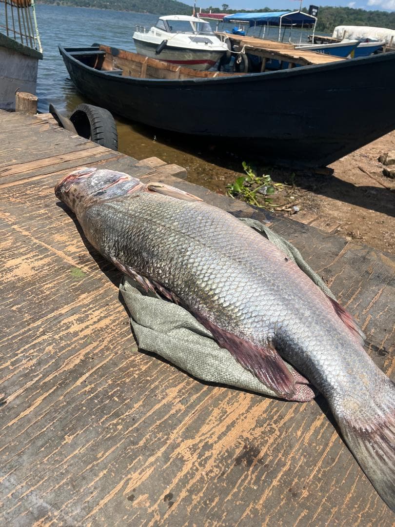A giant Nile perch laid out on the wooden jetty
