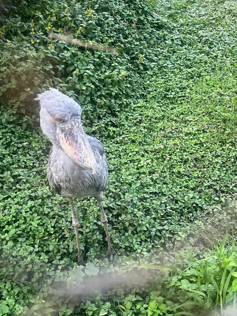 Close sighting of a rare shoebill in the wetland greenery