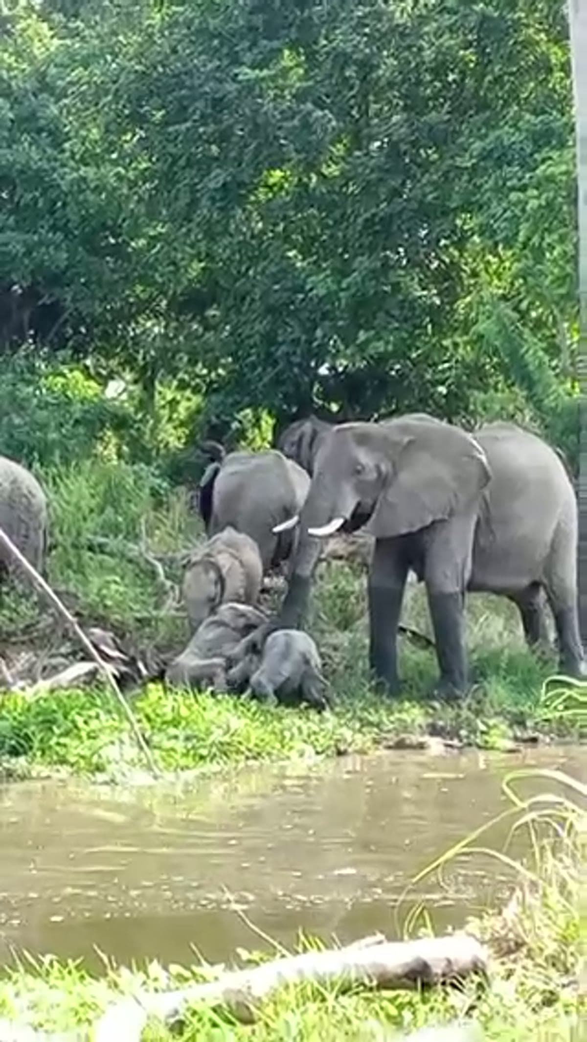 Elephant family gathering along the riverbank