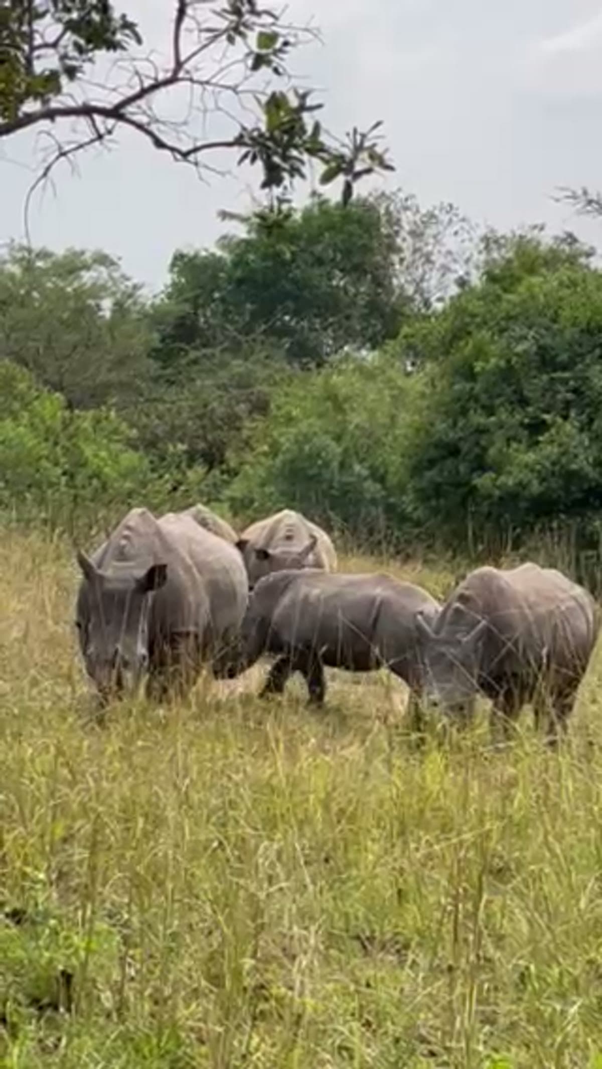 Rhinoceroses grazing through tall savanna grass