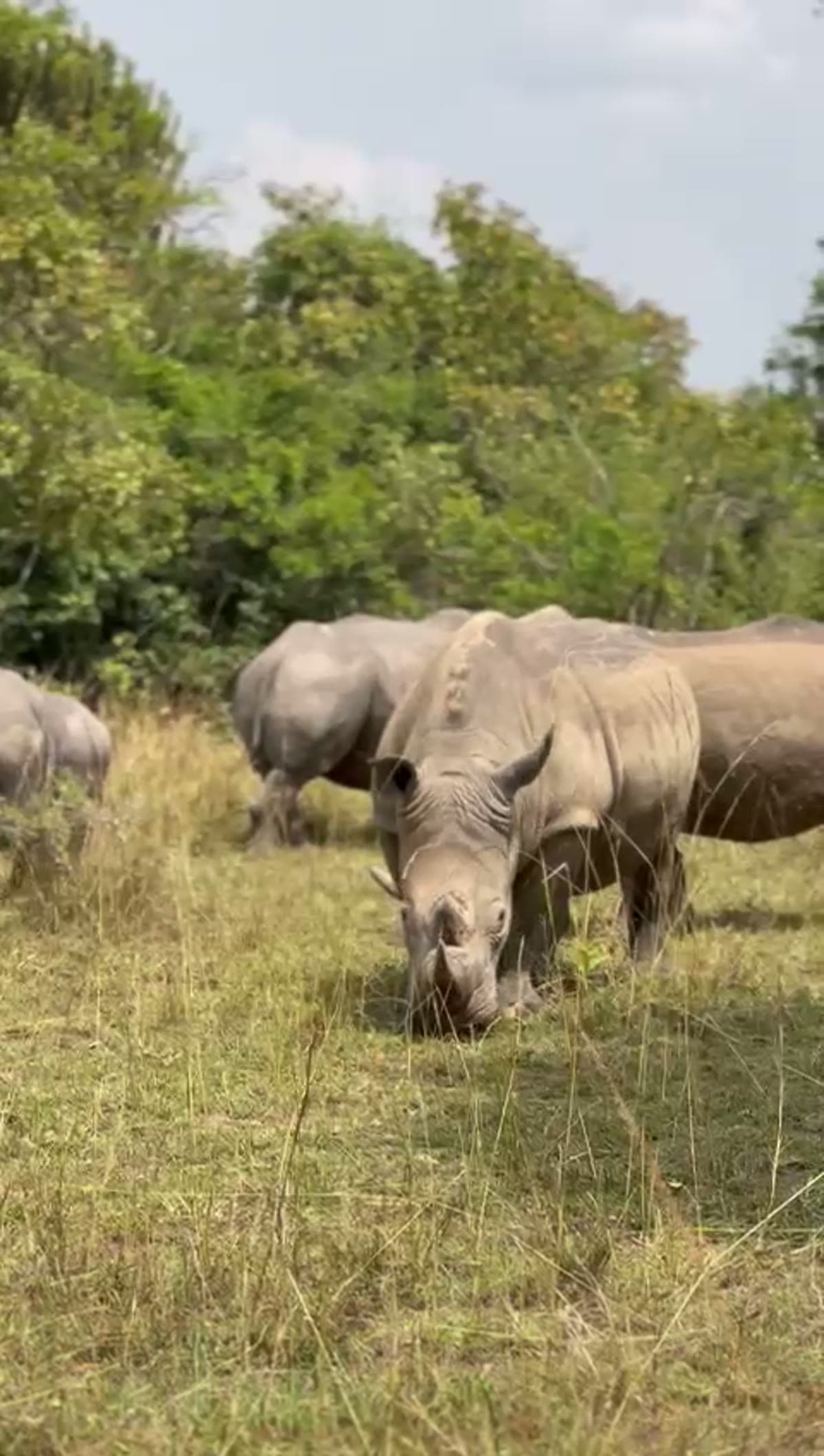 Close encounter with grazing rhinoceroses