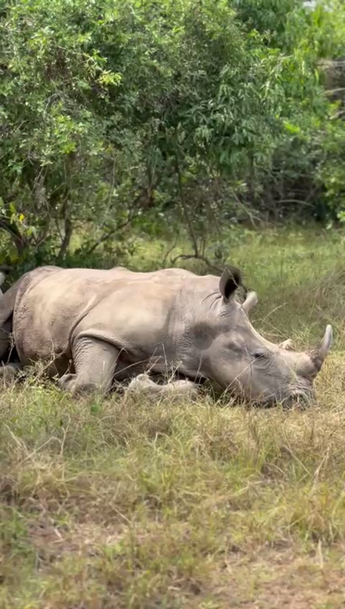 Rhinoceros resting peacefully in the tall grass