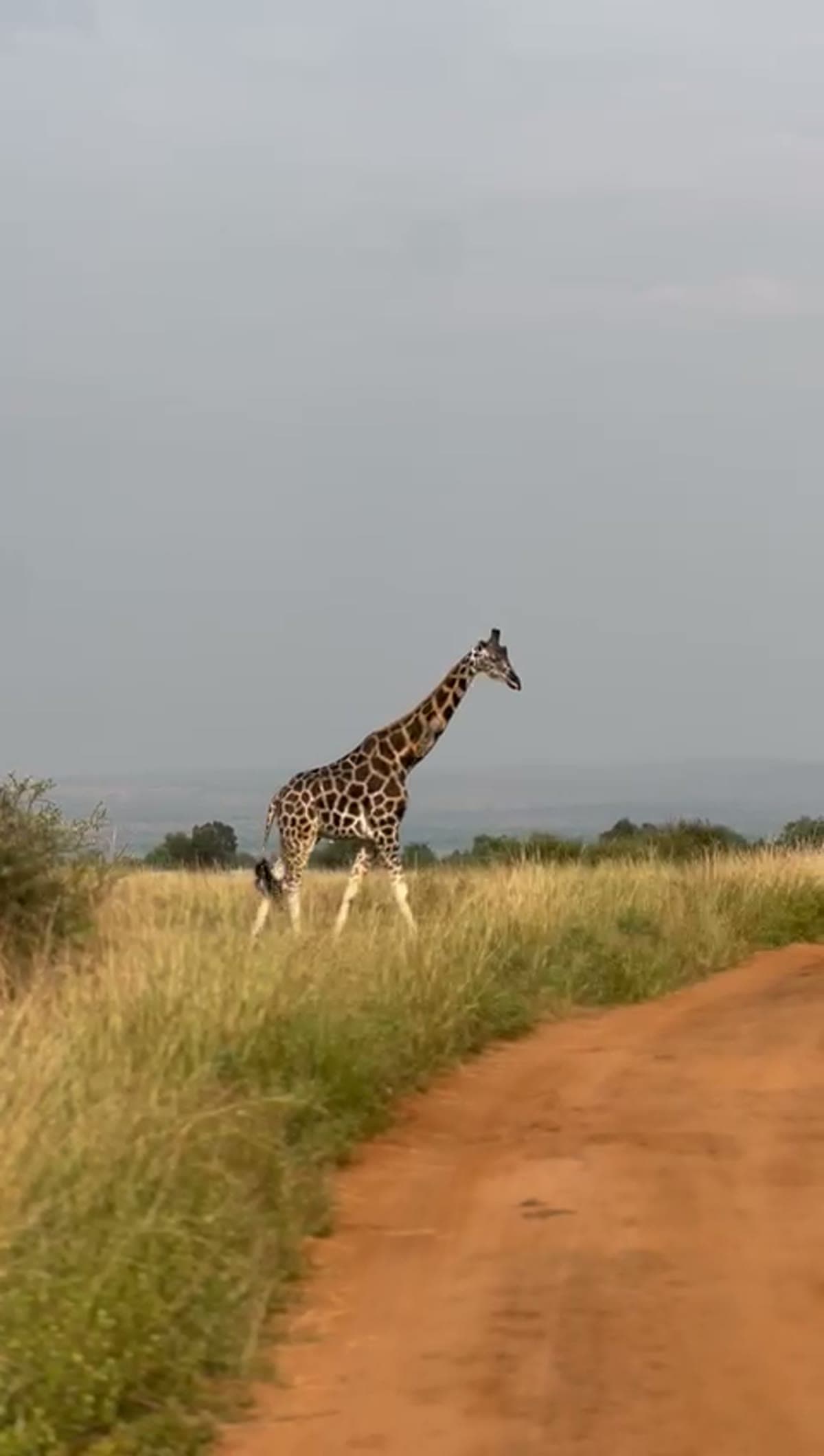 Giraffe wandering beside the savanna road