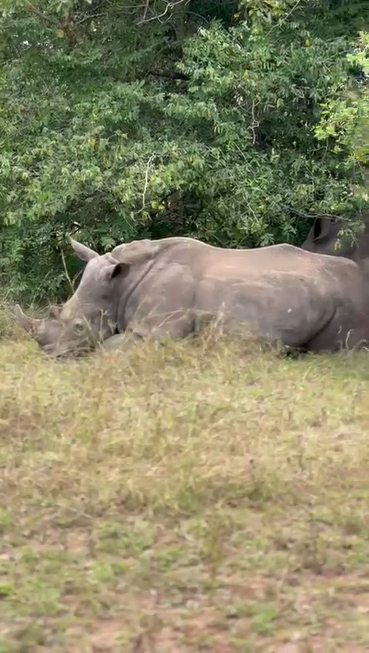 Rhinoceros lying down and resting in the bush