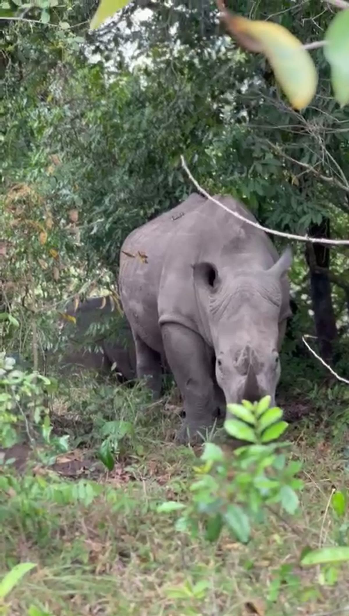Rhino grazing among dense green thickets