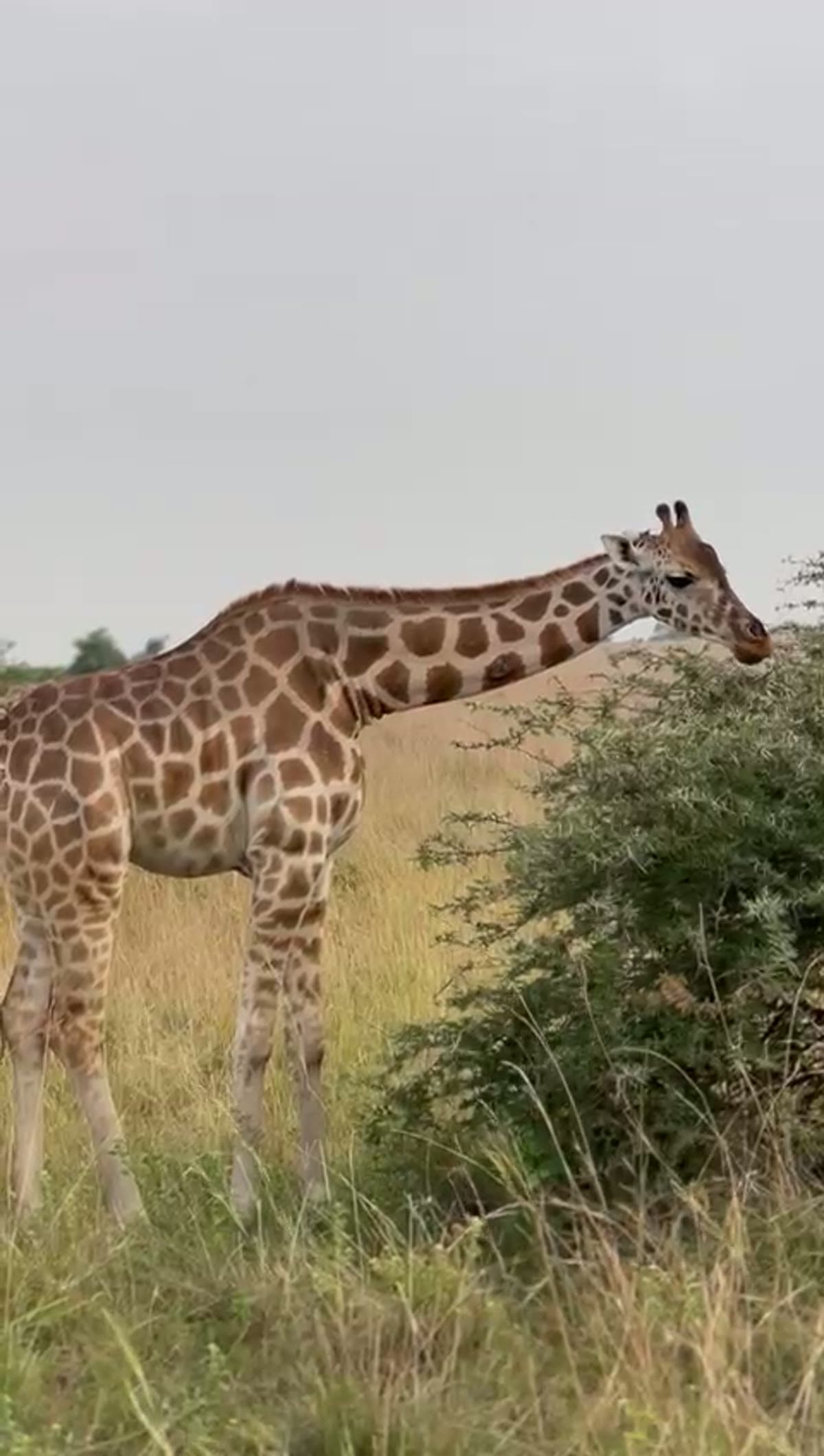 Giraffe browsing on a leafy bush