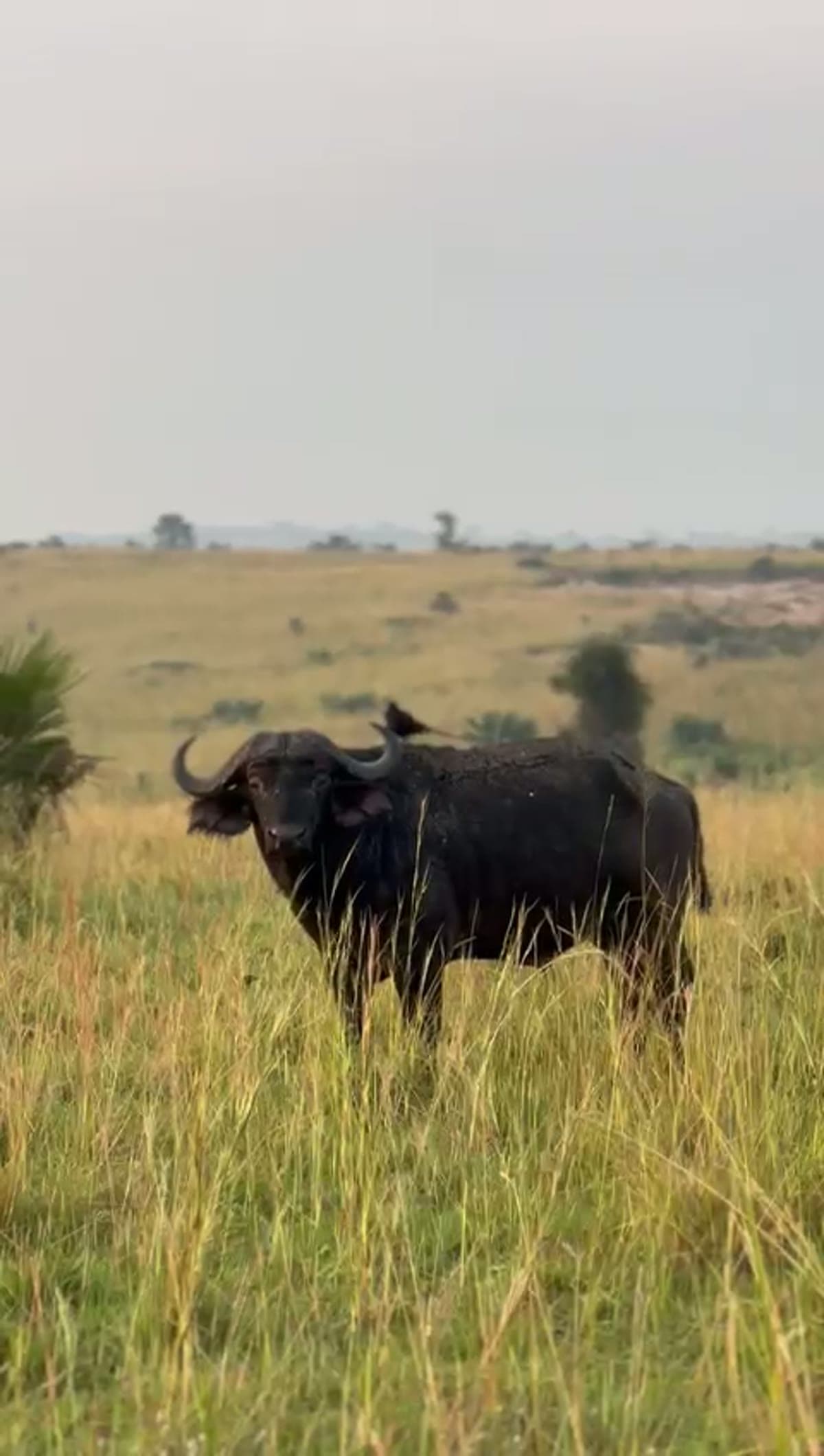 Cape buffalo in the savanna with an oxpecker