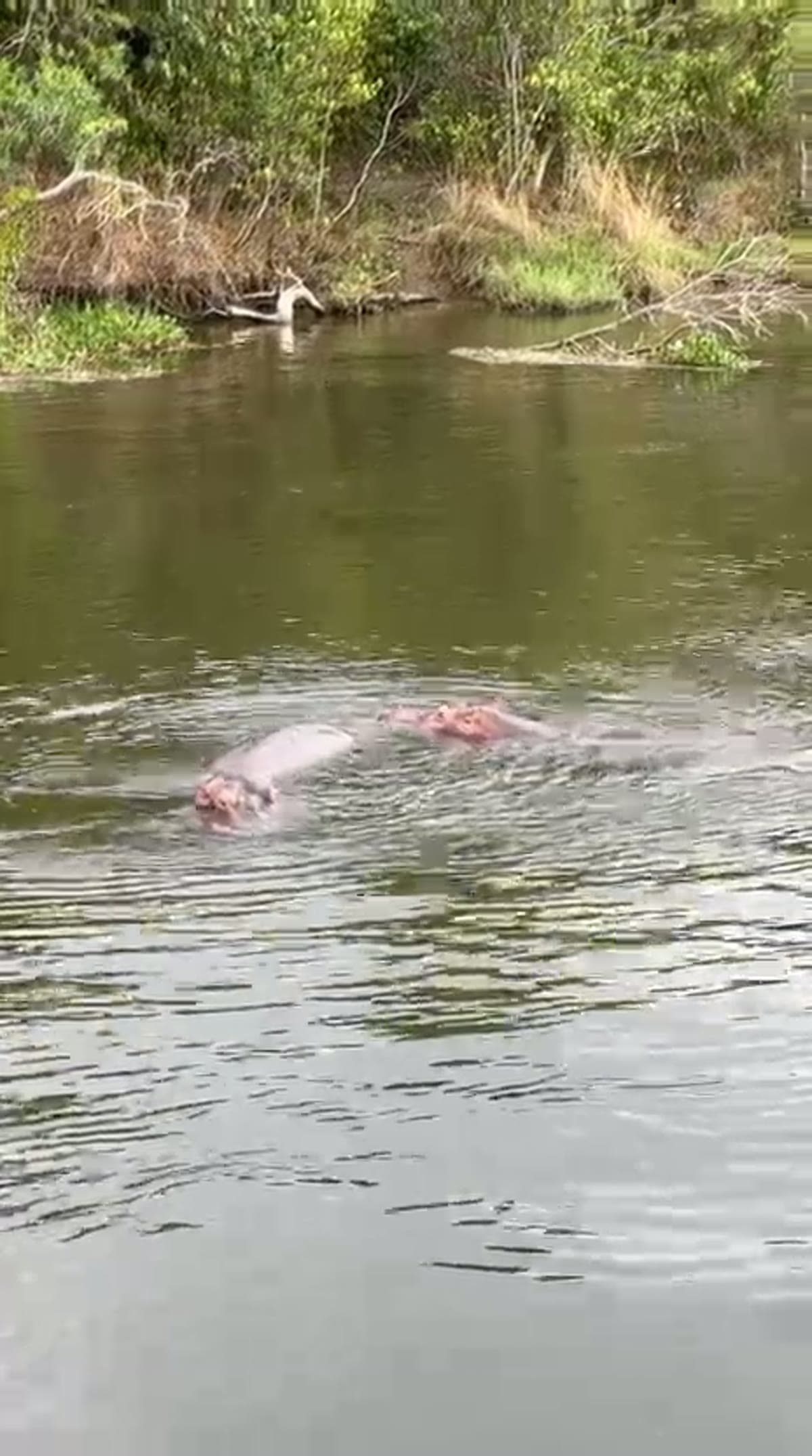 Hippos partially submerged in a quiet river