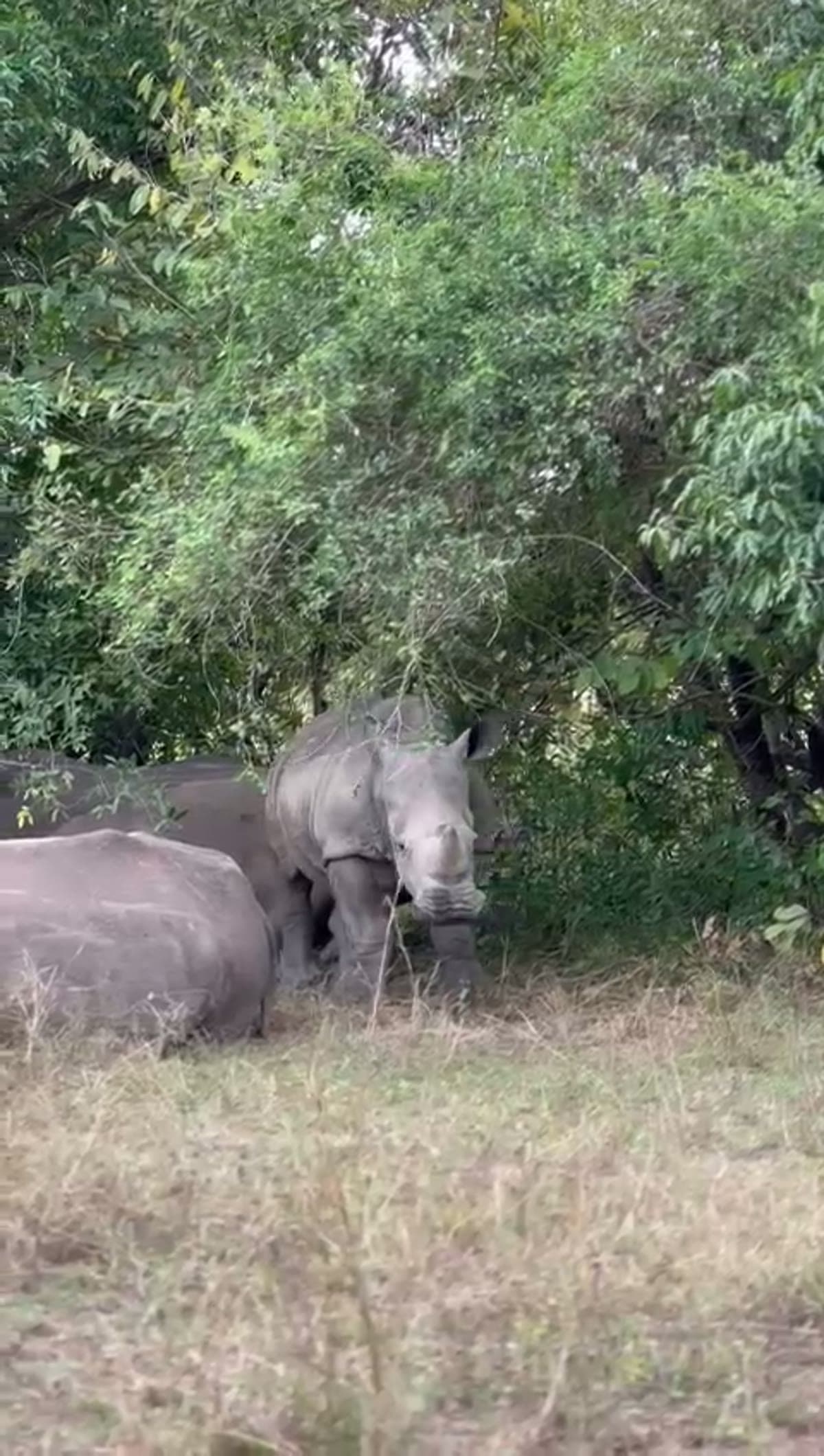Rhinos resting under the shade of trees