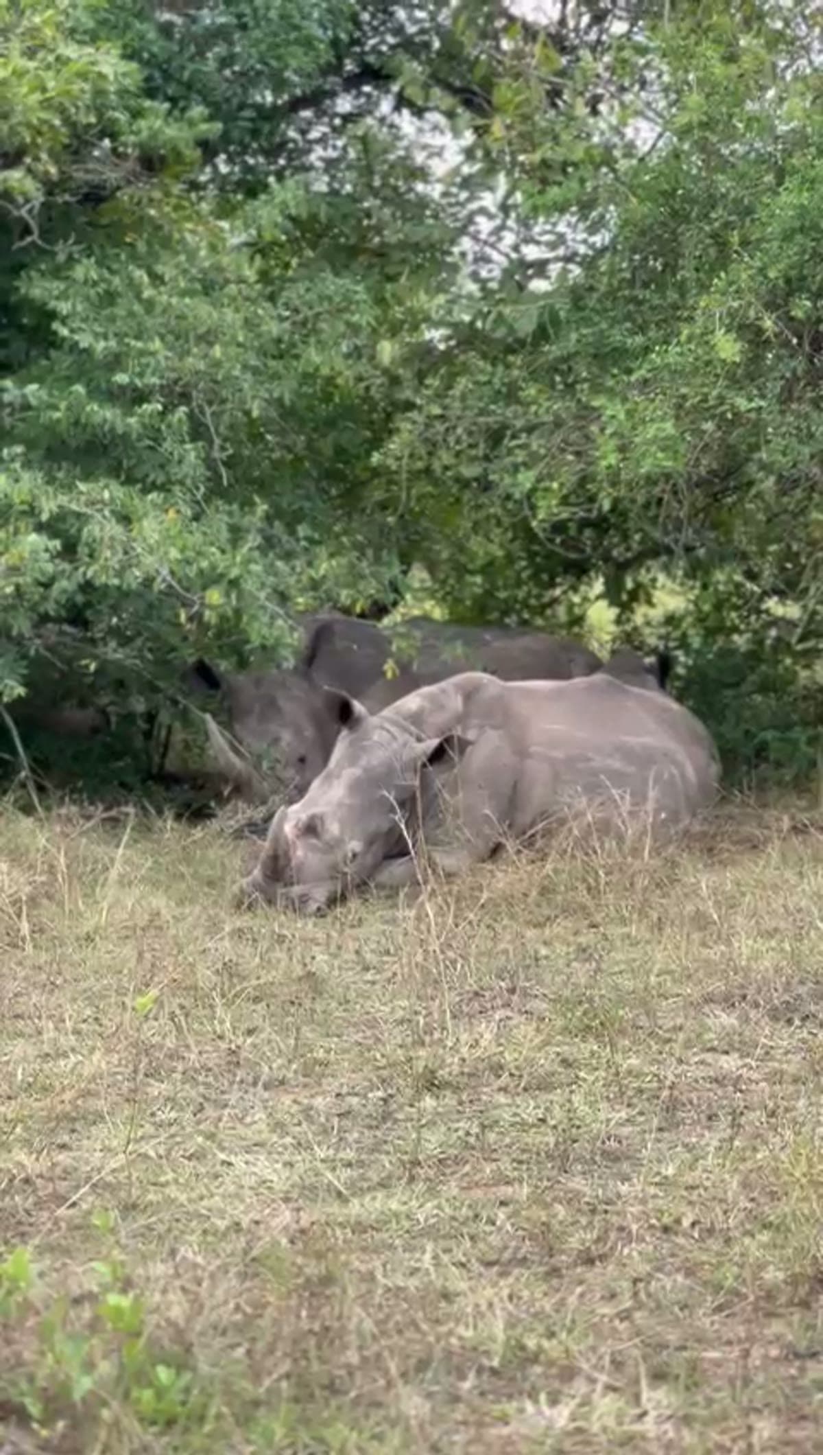 A pair of rhinoceroses sleeping in the shade