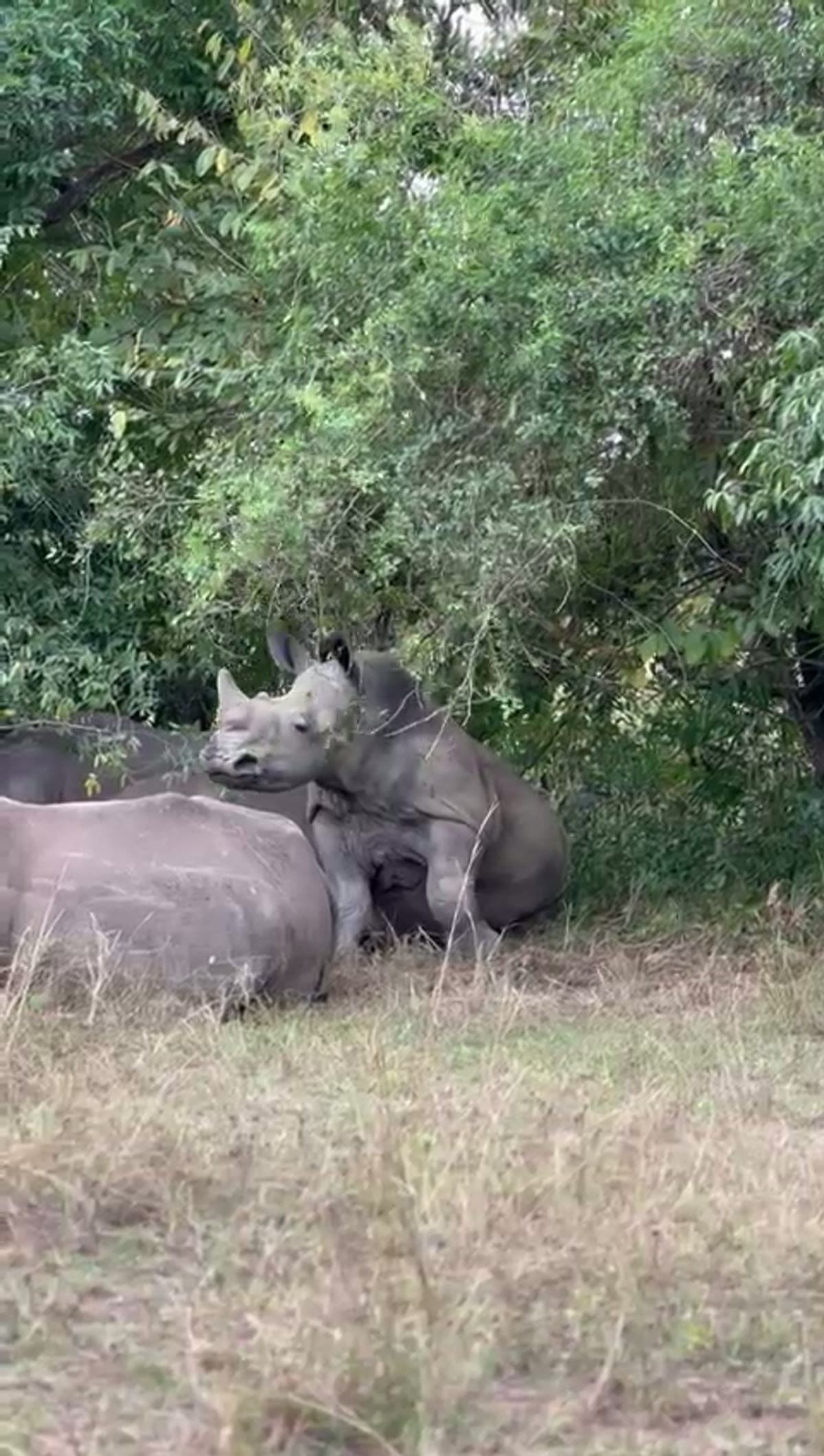 Two rhinoceroses resting near dense foliage