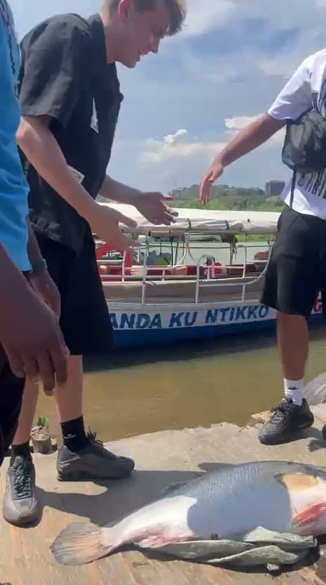 Landing a giant Nile perch on the lakeside jetty